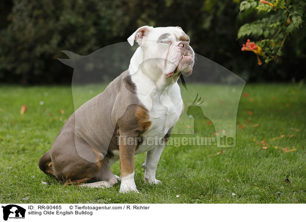 sitting Olde English Bulldog / RR-90465