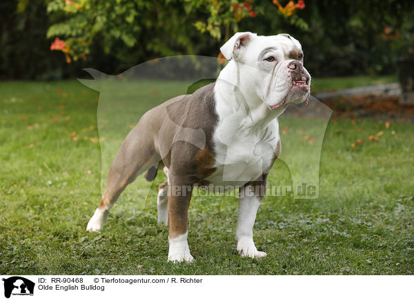 Olde English Bulldog / RR-90468