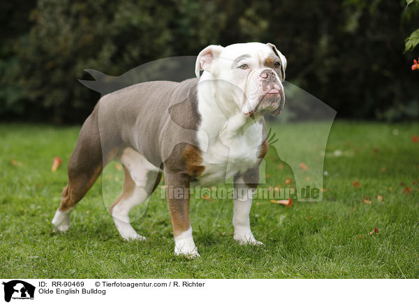 Olde English Bulldog / RR-90469