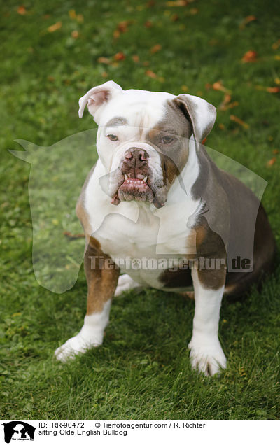 sitting Olde English Bulldog / RR-90472
