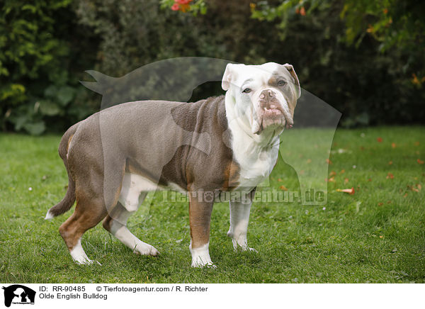 Olde English Bulldog / RR-90485