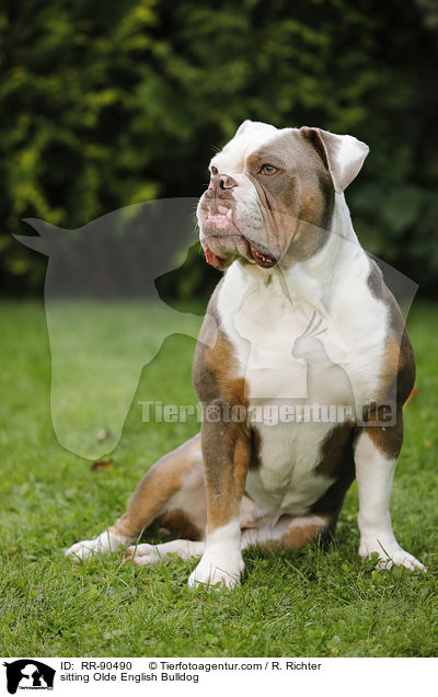 sitting Olde English Bulldog / RR-90490