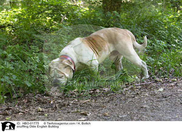 snuffling Olde English Bulldog / HBO-01775