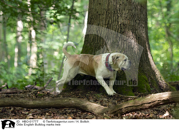 Olde English Bulldog marks tree / HBO-01777