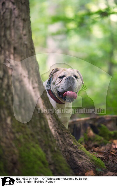 Olde English Bulldog Portrait / HBO-01780