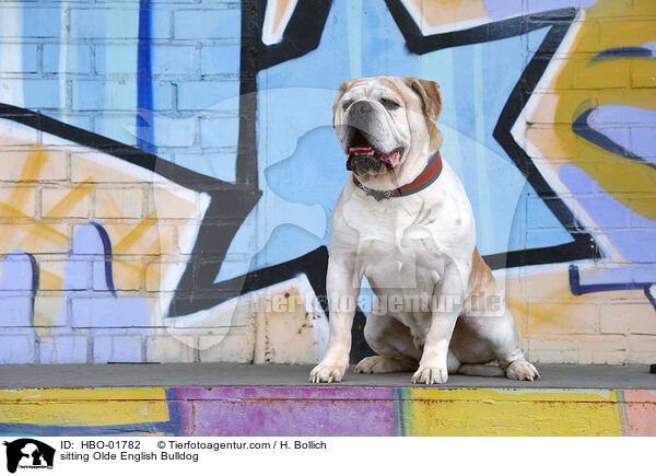 sitting Olde English Bulldog / HBO-01782
