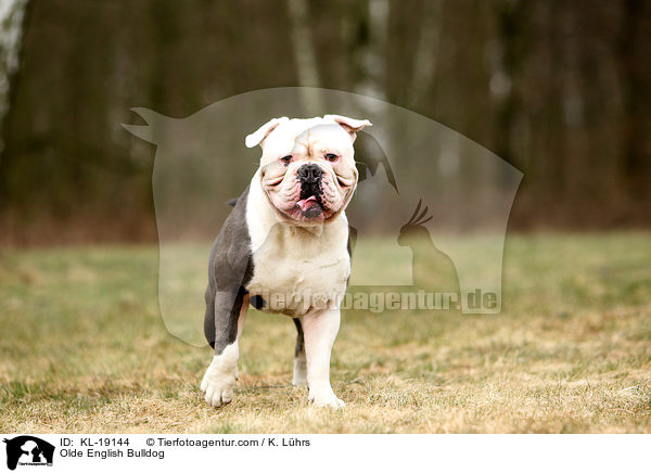Olde English Bulldog / KL-19144