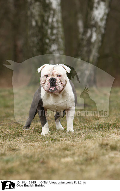 Olde English Bulldog / KL-19145
