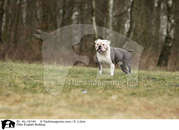 Olde English Bulldog / KL-19146
