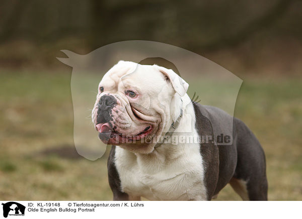 Olde English Bulldog Portrait / KL-19148