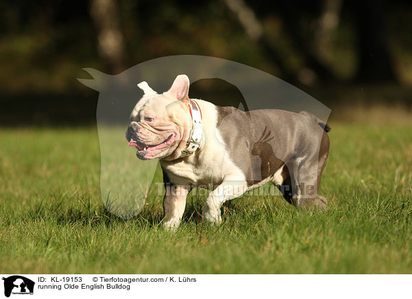 running Olde English Bulldog / KL-19153