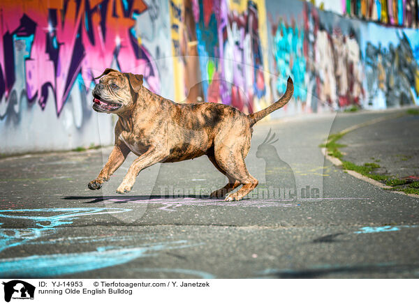 rennende Olde English Bulldog / running Olde English Bulldog / YJ-14953