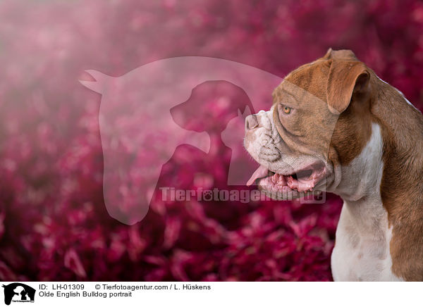 Olde English Bulldog portrait / LH-01309