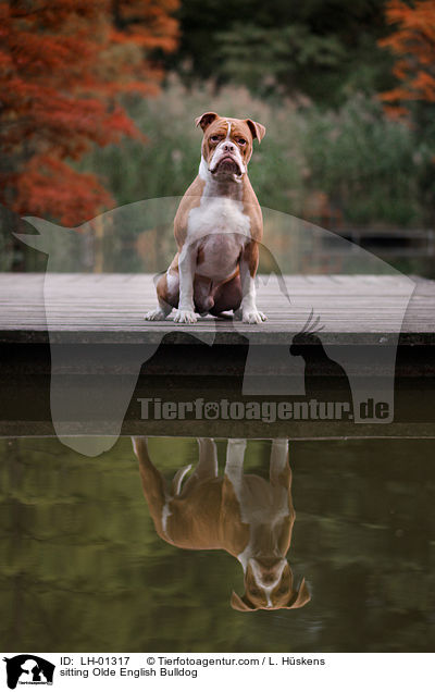 sitting Olde English Bulldog / LH-01317