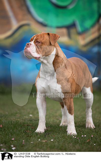 standing Olde English Bulldog / LH-01338