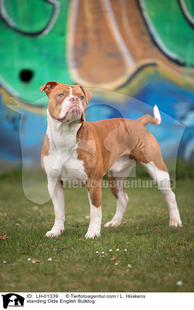 standing Olde English Bulldog / LH-01339