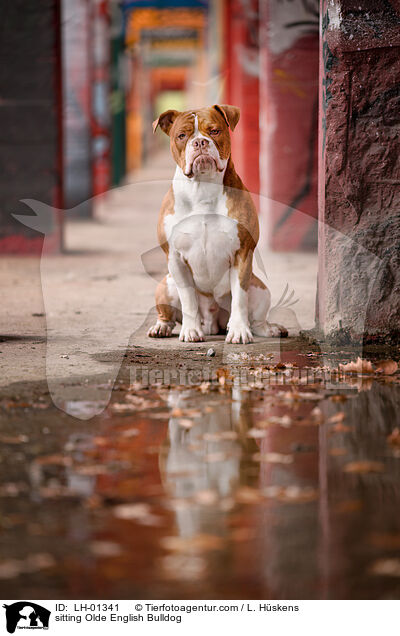 sitting Olde English Bulldog / LH-01341