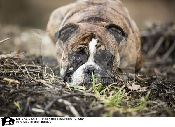 lying Olde English Bulldog / SAS-01316