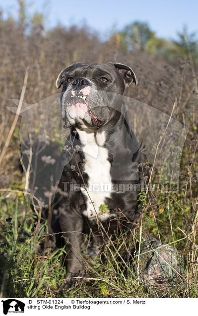 sitzende Olde English Bulldog / sitting Olde English Bulldog / STM-01324