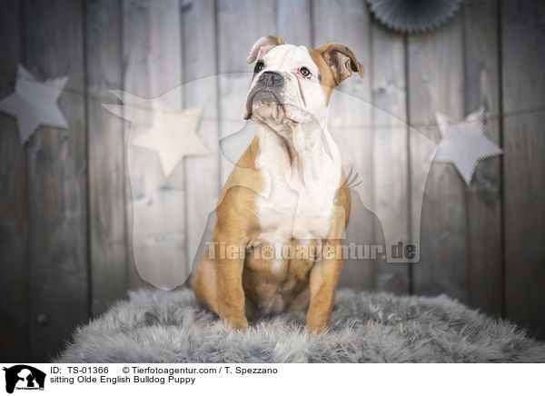sitzender Olde English Bulldog Welpe / sitting Olde English Bulldog Puppy / TS-01366