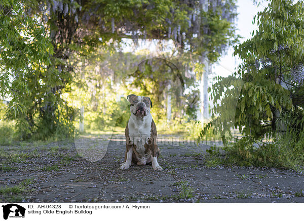 sitting Olde English Bulldog / AH-04328