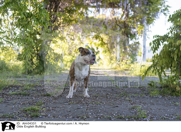 Olde English Bulldog / AH-04331