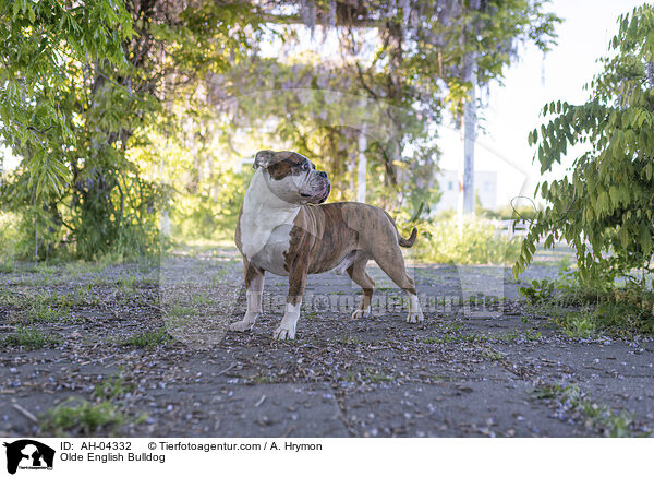 Olde English Bulldog / AH-04332