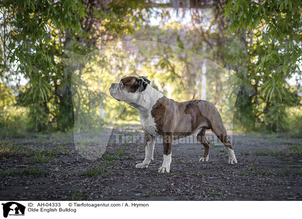 Olde English Bulldog / AH-04333