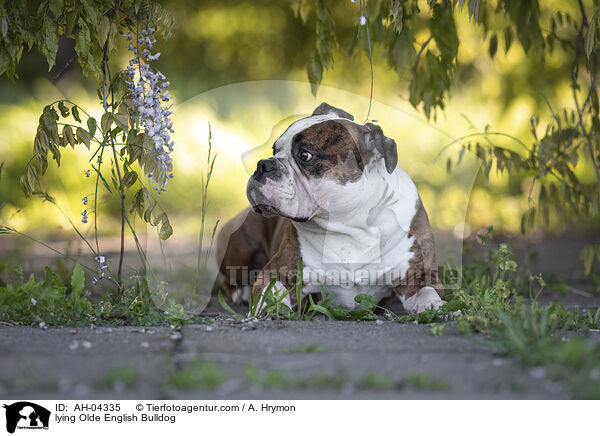 lying Olde English Bulldog / AH-04335