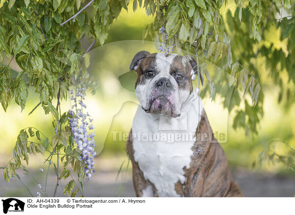 Olde English Bulldog Portrait / AH-04339