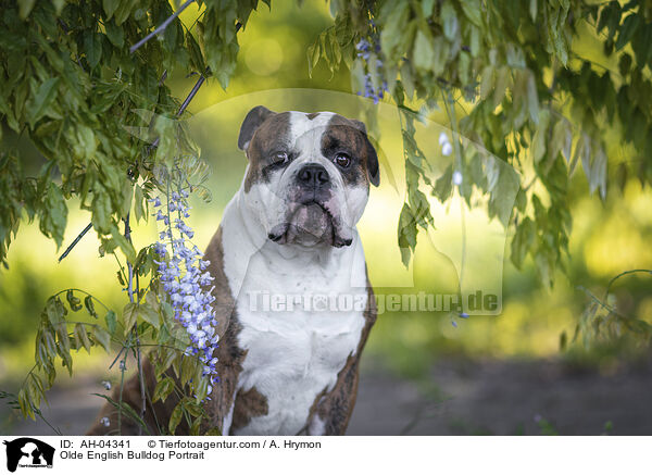 Olde English Bulldog Portrait / AH-04341
