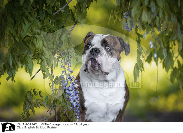 Olde English Bulldog Portrait / AH-04342