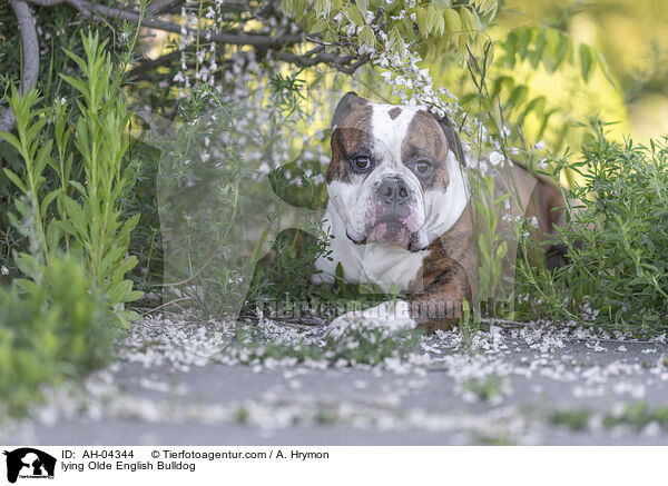 lying Olde English Bulldog / AH-04344