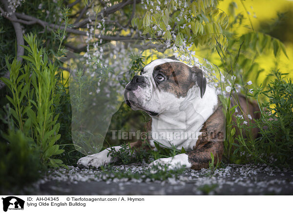 lying Olde English Bulldog / AH-04345