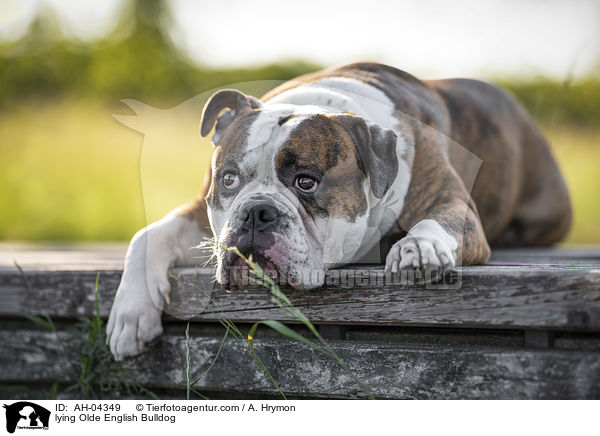 lying Olde English Bulldog / AH-04349