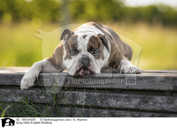 lying Olde English Bulldog / AH-04355