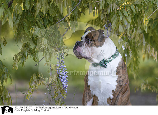 Olde English Bulldog Portrait / AH-04357