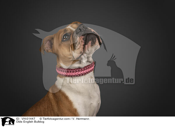 Olde English Bulldog / VH-01447