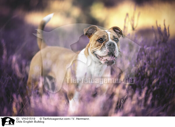 Olde English Bulldog / Olde English Bulldog / VH-01519