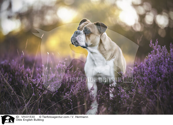Olde English Bulldog / Olde English Bulldog / VH-01530