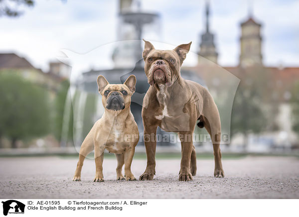 Olde English Bulldog und Franzsische Bulldogge / Olde English Bulldog and French Bulldog / AE-01595