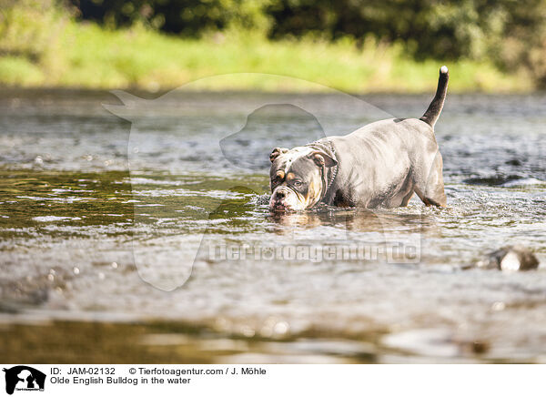 Olde English Bulldog in the water / JAM-02132