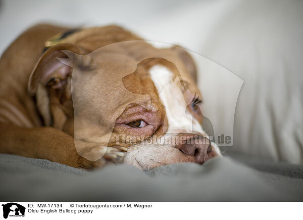 Olde English Bulldog puppy / MW-17134