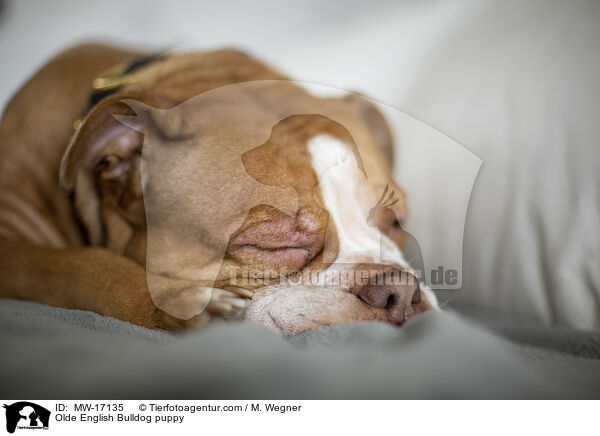 Olde English Bulldog puppy / MW-17135