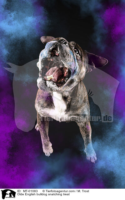 Olde English Bulldogge schnappt Leckerli / Olde English bulldog snatching treat / MT-01083