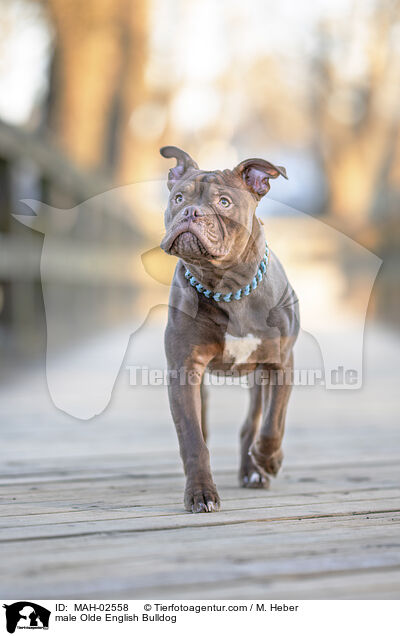 Olde English Bulldog Rde / male Olde English Bulldog / MAH-02558