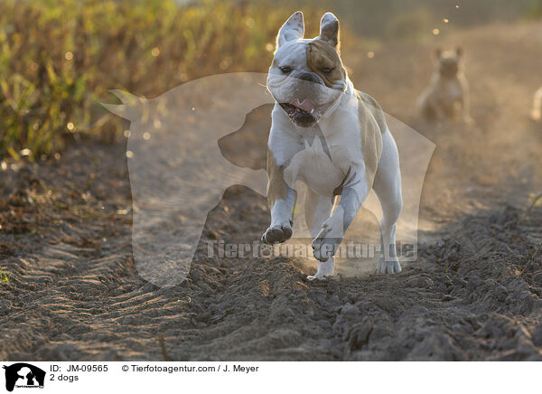 2 dogs / JM-09565
