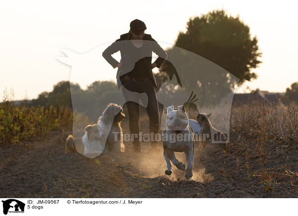 5 dogs / JM-09567