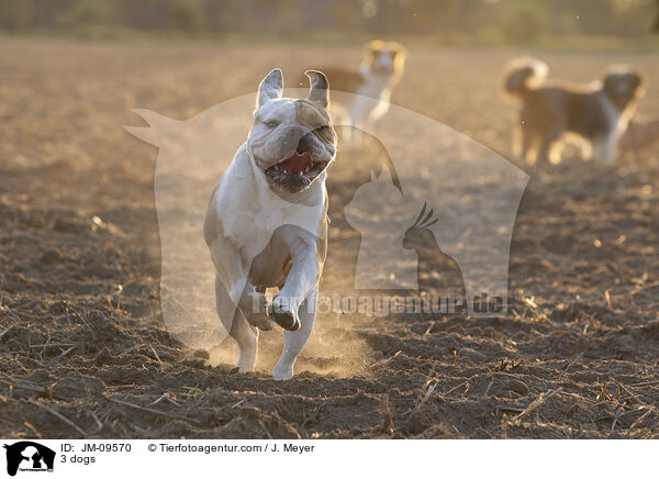 3 dogs / JM-09570
