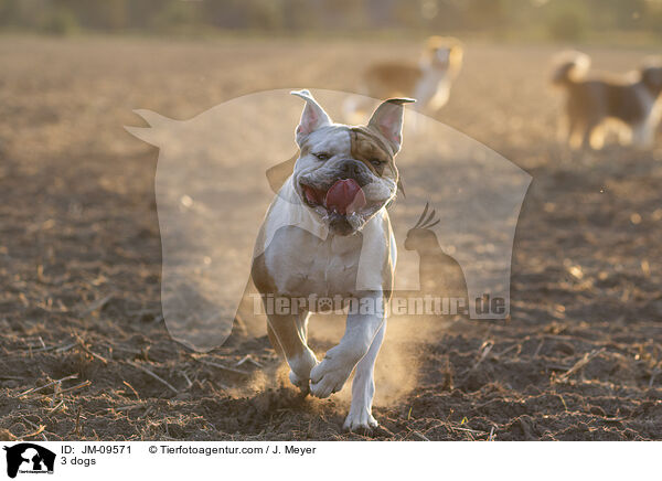 3 dogs / JM-09571